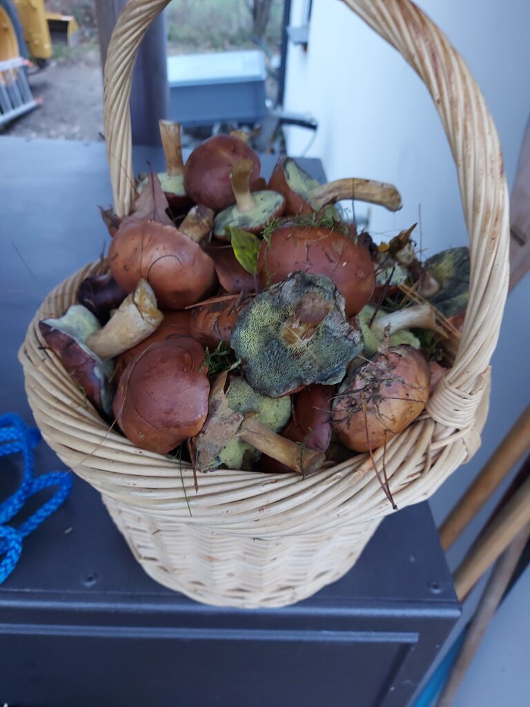 Korb gefüllt mit Butterpilzen, gesammelt in den Wäldern rund um die Ferienhäuser zur Miete in Szwarcenowo, umgeben von Blättern und Zweigen.