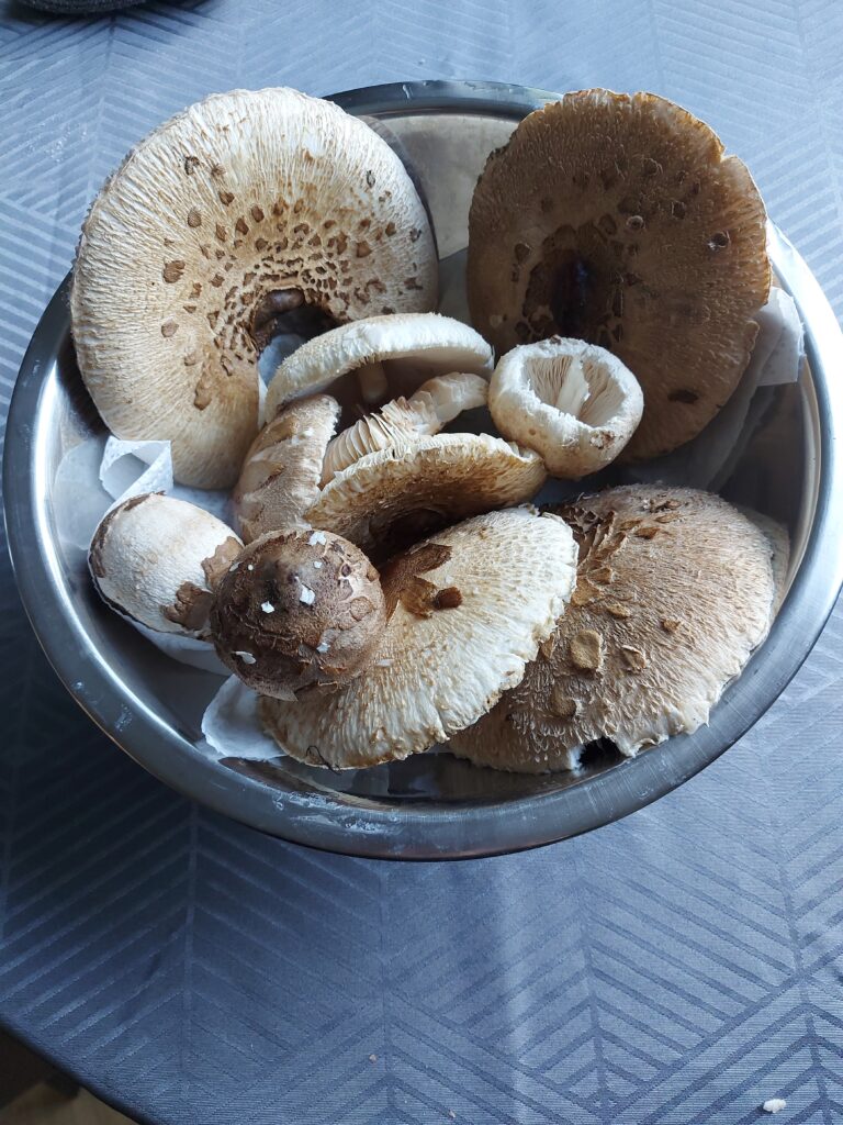 Eine Schüssel gefüllt mit Parasolpilzen, gesammelt in der Nähe der Ferienhäuser zur Miete in Szwarcenowo, Pilze mit großen, ausgebreiteten Hüten.