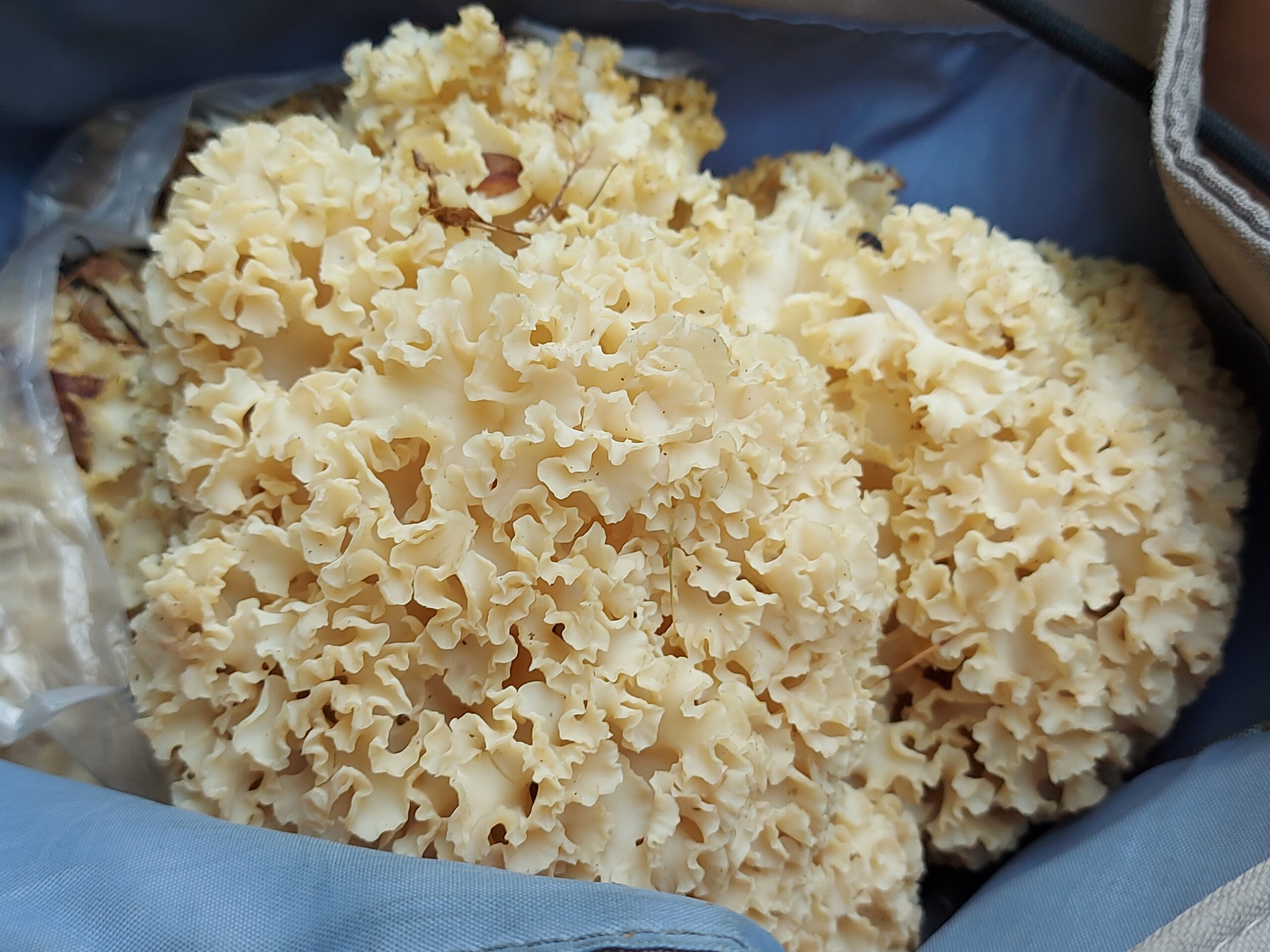 Wenn Pilze sammeln, dann nur in der Umgebung von Szwarcenowo!