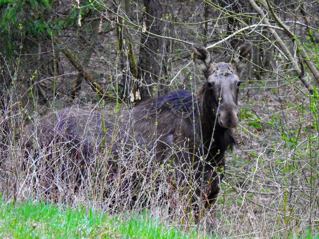 Elch im Gebüsch im Brodnicki Landschaftspark