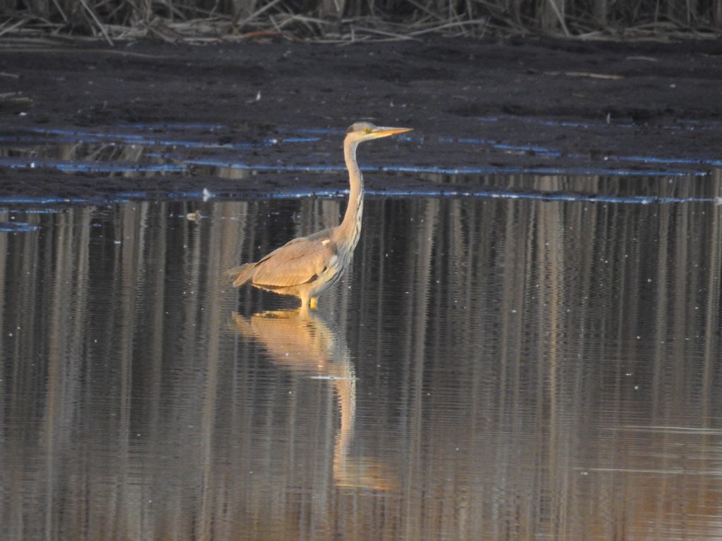 Reiher im Wasser im Brodnicki Landschaftspark