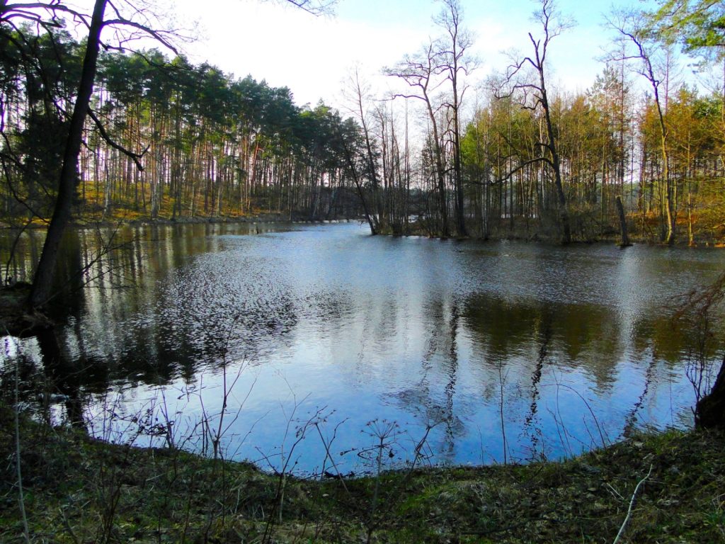 Waldsee im Brodnicki Landschaftspark mit Uferpflanzen