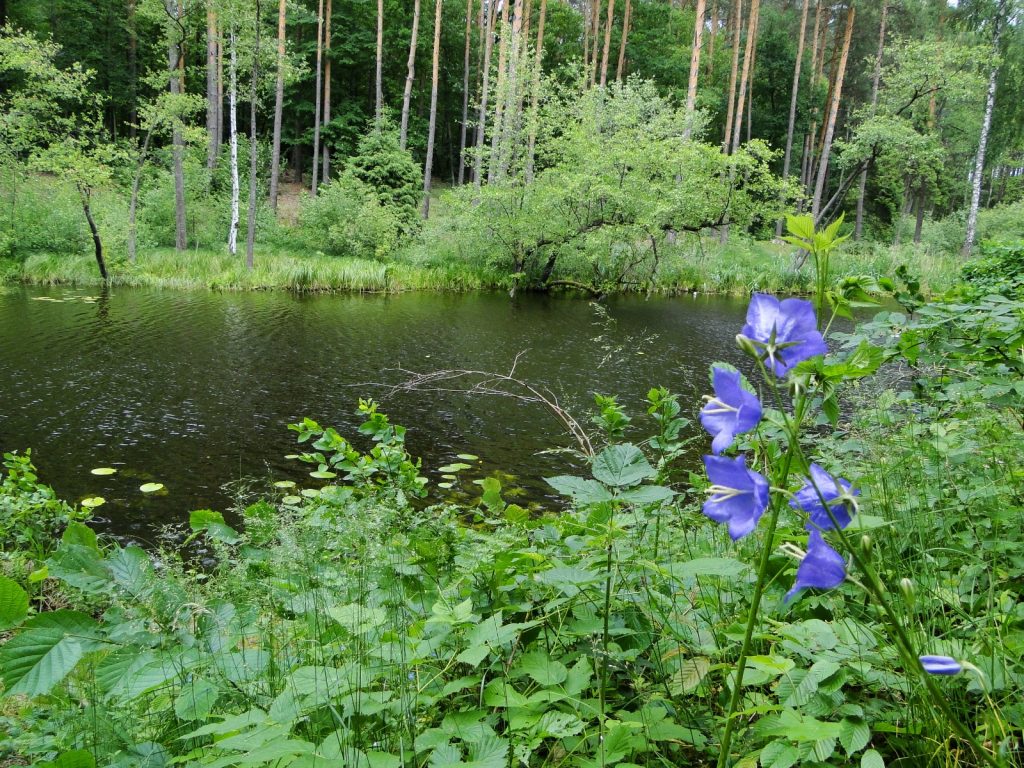 Waldsee im Brodnicki Landschaftspark mit Uferpflanzen