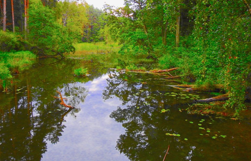 Wilde Bucht mit Seerosen im Brodnicki Landschaftspark